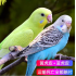 budgerigar